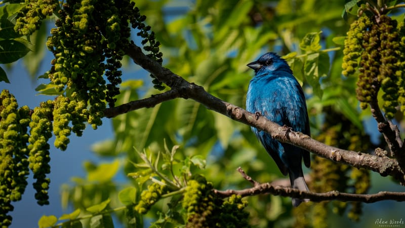 Indigo Bunting
