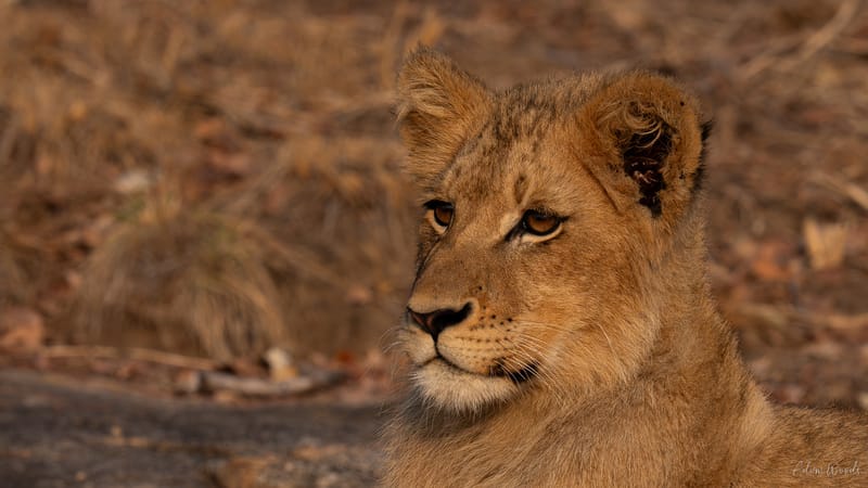 Mala Mala: Game Drive 9