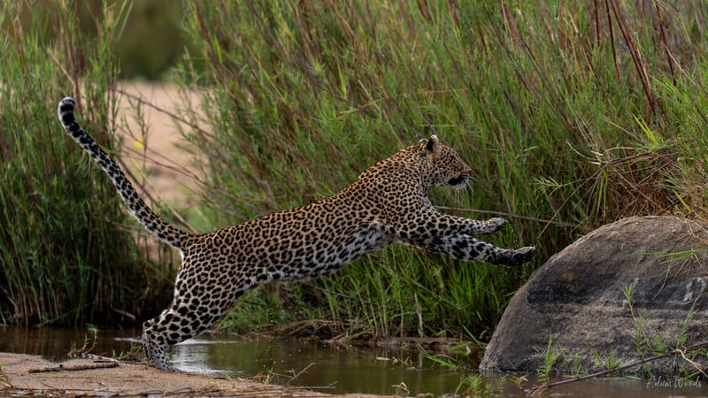 Mala Mala: Game Drive 10