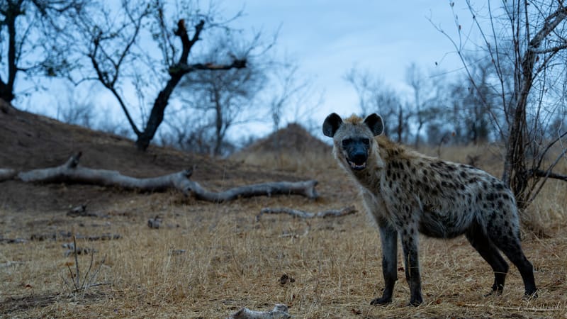 Mala Mala: Game Drive 4