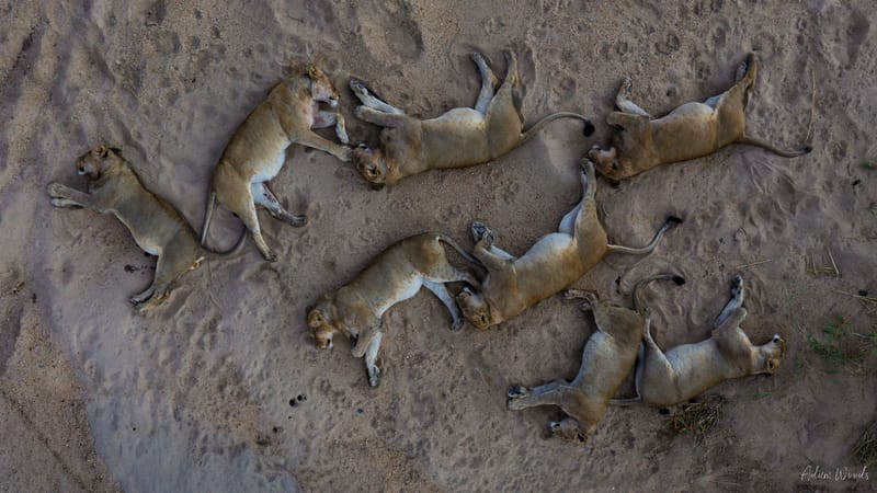 Mala Mala: Game Drive 6
