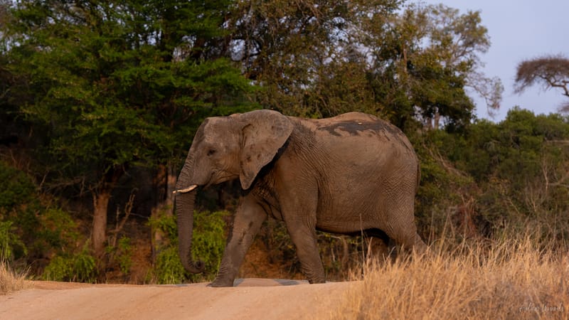 Mala Mala: Game Drive 5