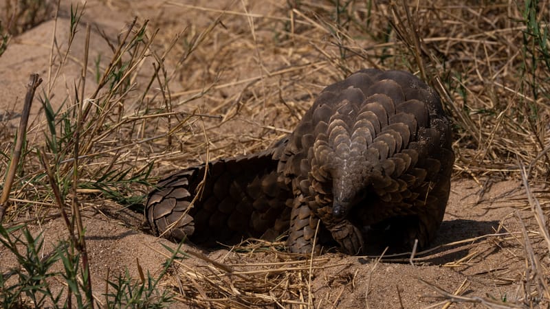 Mala Mala: Game Drive 8