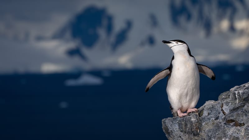Antarctica: Orne Harbour & Cuverville