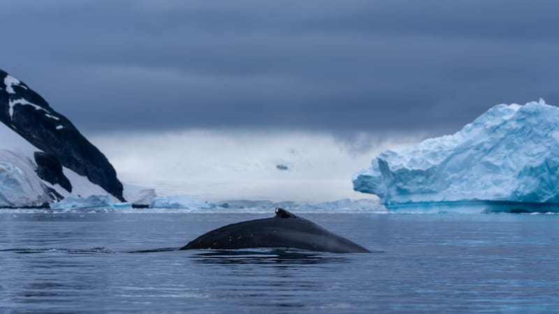 Antarctica: Skontorp & Useful Island