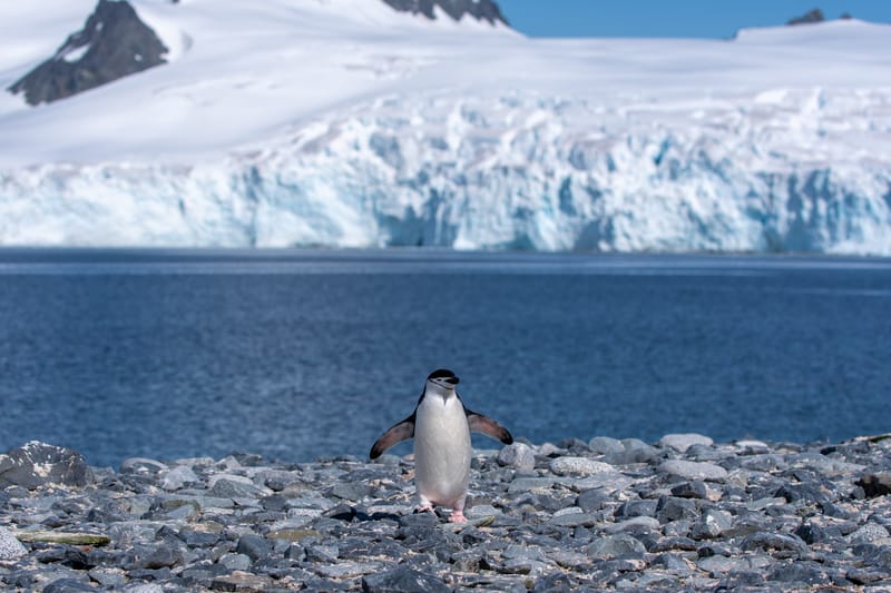 Antarctica: Yankee Harbour & Half Moon